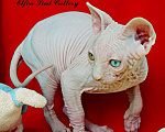 Кошки в Ливны: Мальчик канадский сфинкс Мальчик, 45 000 руб. - фото 6