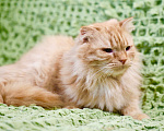 Кошки в Москве: Рыжая солнечная кошечка Злата в дар Девочка, Бесплатно - фото 4