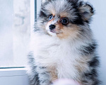 Собаки в Москве: Продаются щенки малого шпица Мальчик, 30 000 руб. - фото 2