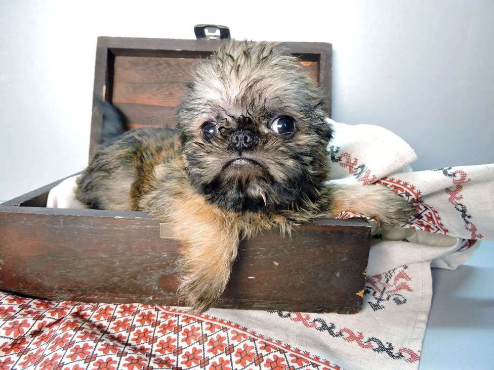 Собаки в Мытищах: Мальчик гриффон Мальчик, 45 000 руб. - фото 2
