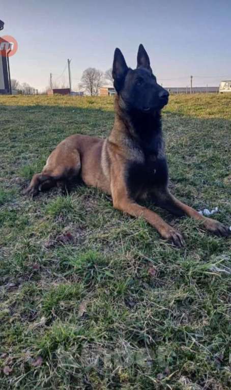 Собаки в других городах Калининградской области: Продам щенков бельгийской овчарки (маленуа) Мальчик, 20 000 руб. - фото 9