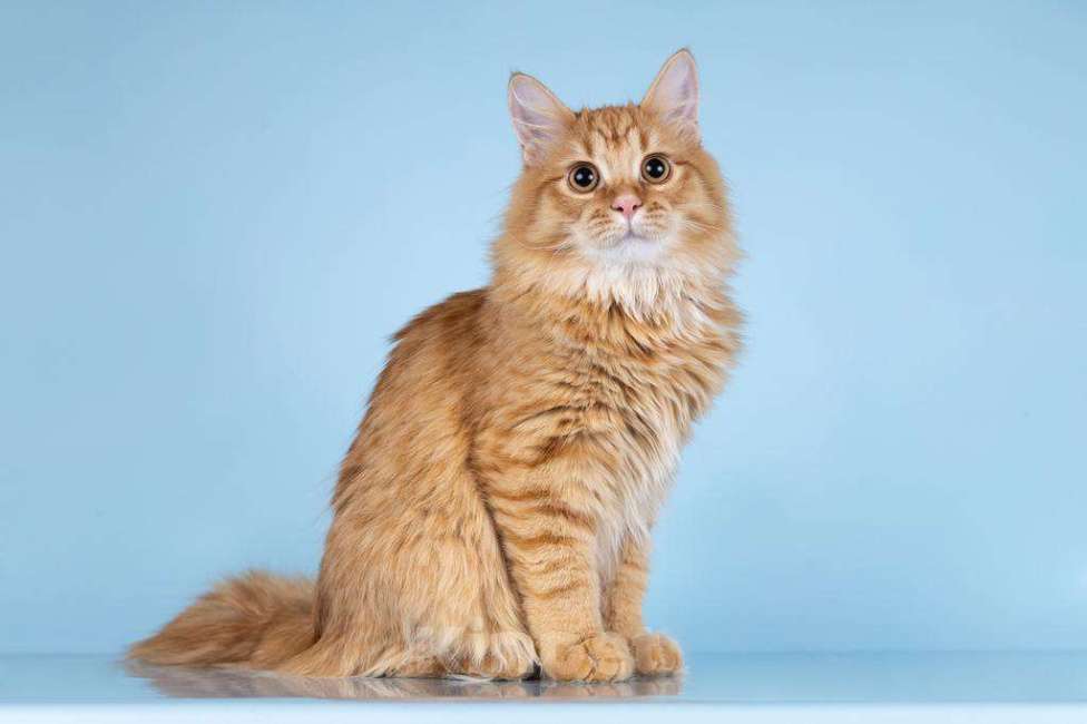 Кошки в Москве: Для рыжего пушистуна по имени Лютик ищем самые добрые руки.  Мальчик, Бесплатно - фото 3