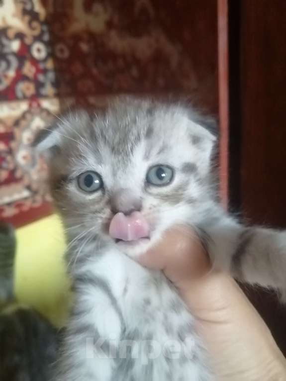 Кошки в других городах Свердловской области: Продаются котята Девочка, 3 500 руб. - фото 4