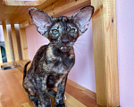 Кошки в Краснодаре: Прекрасный ориентальный котенок Девочка, 44 999 руб. - фото 4