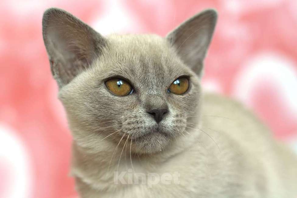 Кошки в Москве: Бурма - котята из питомника Девочка, 90 000 руб. - фото 6