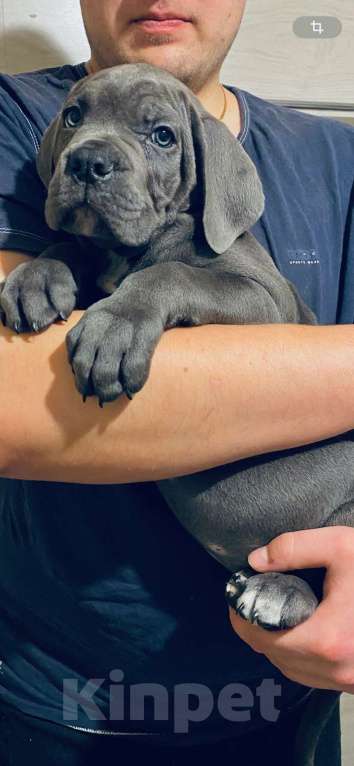 Собаки в Тюмени: Кане-Корсо, щенки Разнополые, 50 000 руб. - фото 9