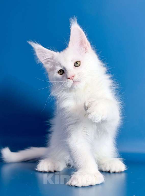 Кошки в других городах Московской области: Эксклюзив, белый кот полидакт. Мальчик, 110 000 руб. - фото 6