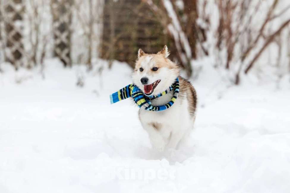 Собаки в Москве: Шпиц Фрэд в добрые руки Мальчик, 1 руб. - фото 4