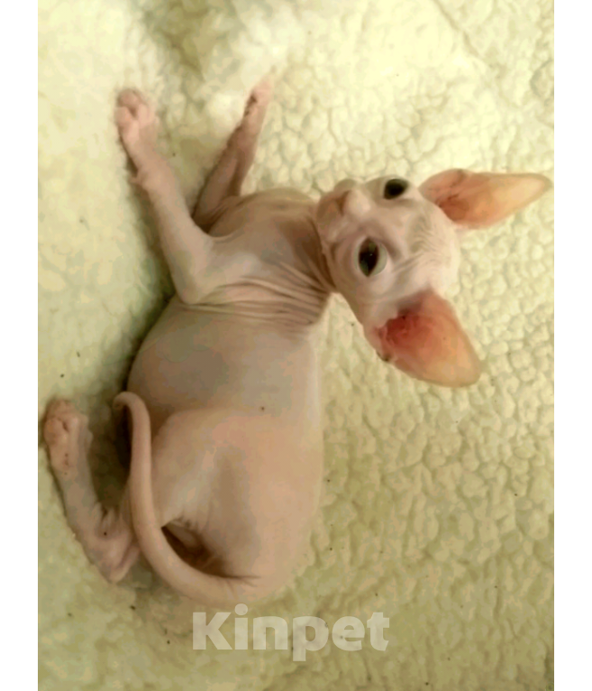 Кошки в Курске: Донской мальчик ДГГ Мальчик, 15 000 руб. - фото 4