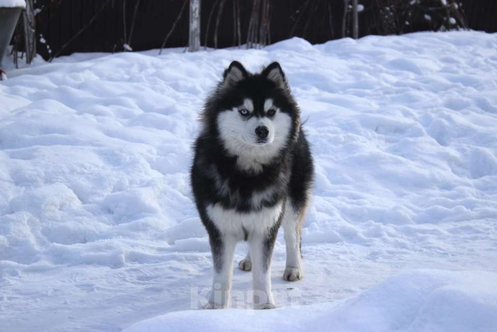 Собаки в других городах Липецкой области: Помски подрощеная сука Девочка, Бесплатно - фото 1