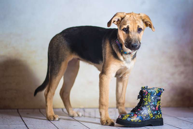 Собаки в Москве: Щенок овчарки Варя в добрые руки Девочка, 1 руб. - фото 5