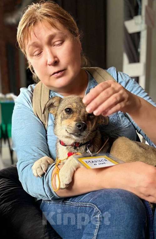 Собаки в Санкт-Петербурге: Собачка размером с кошечку ищет дом Девочка, Бесплатно - фото 7