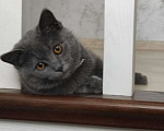 Кошки в Ставрополе: Потерялся кот Пушок   Мальчик, 1 руб. - фото 1