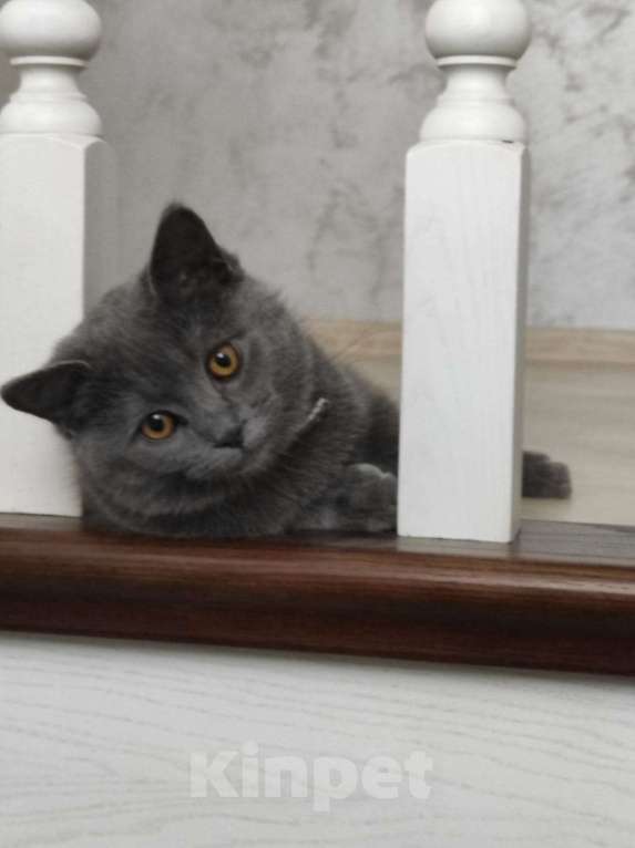 Кошки в Ставрополе: Потерялся кот Пушок   Мальчик, 1 руб. - фото 1