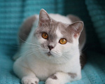 Кошки в Магнитогорске: Ofelia Marshmallow  Девочка, 5 000 руб. - фото 1