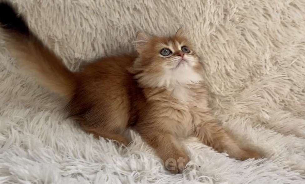 Кошки в Москве: Необыкновенно красивый малыш Мальчик, 40 000 руб. - фото 2