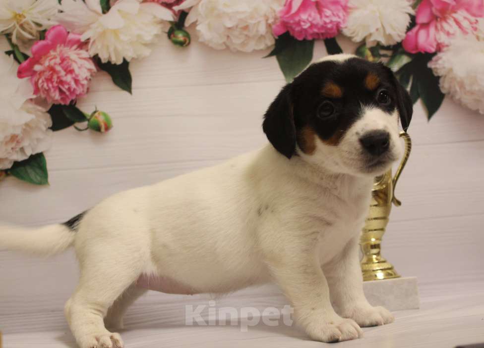 Собаки в Москве: Щенки джек рассел терьера Девочка, 15 000 руб. - фото 5