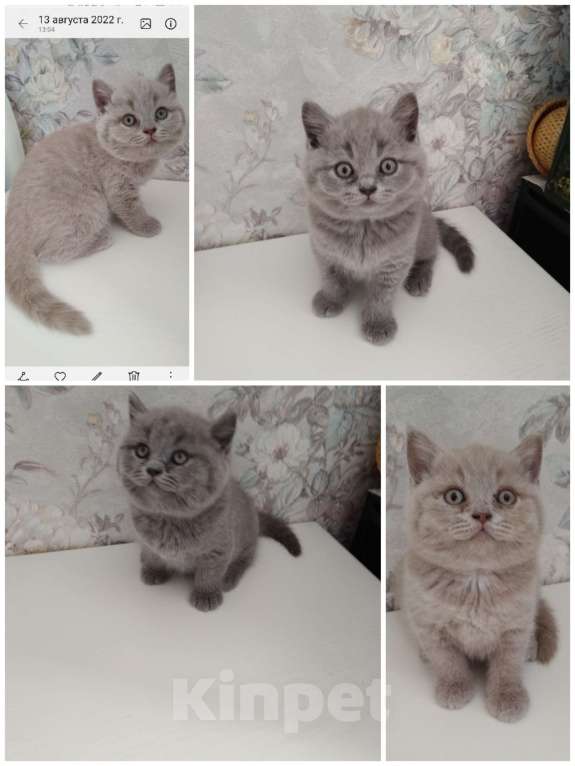 Кошки в Ангарске: Британские котята Мальчик, 10 000 руб. - фото 1