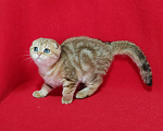 Кошки в Москве: Вислоухая золотая мраморная кошечка Девочка, 10 000 руб. - фото 3