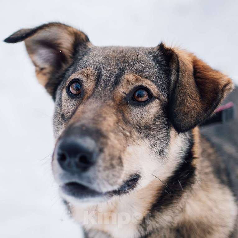 Собаки в Москве: Севда Девочка, Бесплатно - фото 2