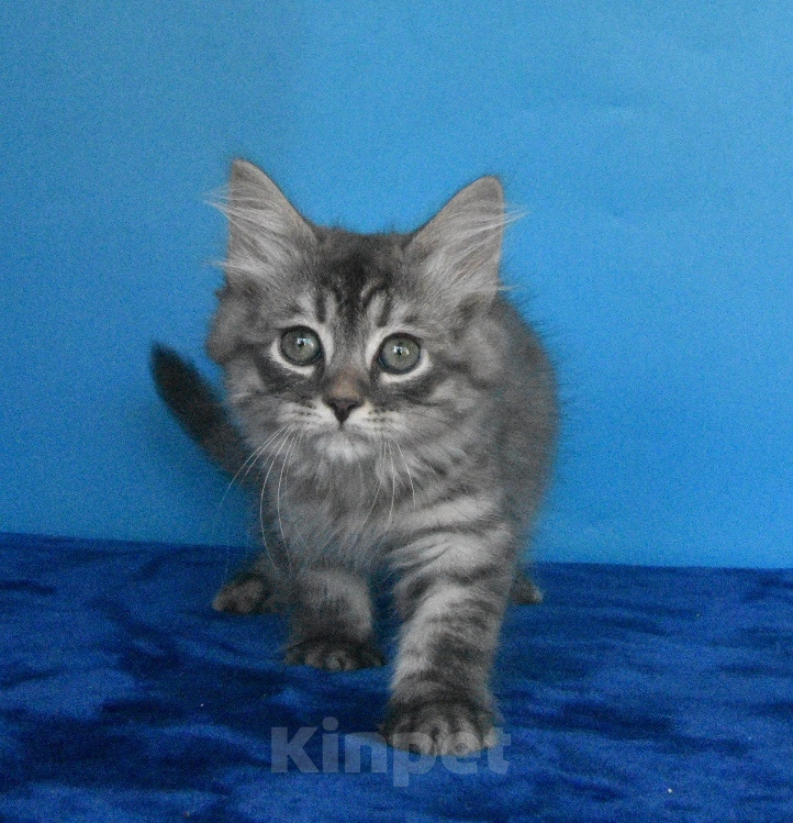 Кошки в Москве: Сибирский котик Мальчик, 45 000 руб. - фото 3