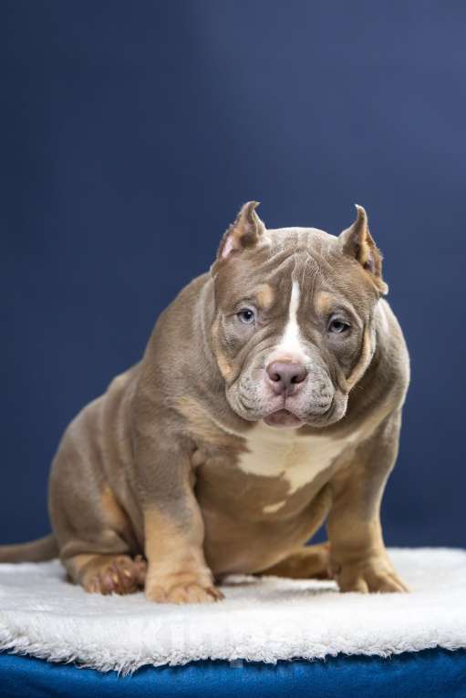 Собаки в Санкт-Петербурге: Щенок Американский булли покет Мальчик, 180 000 руб. - фото 10