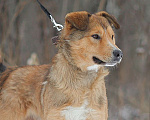 Собаки в Москве: Агат Мальчик, Бесплатно - фото 2