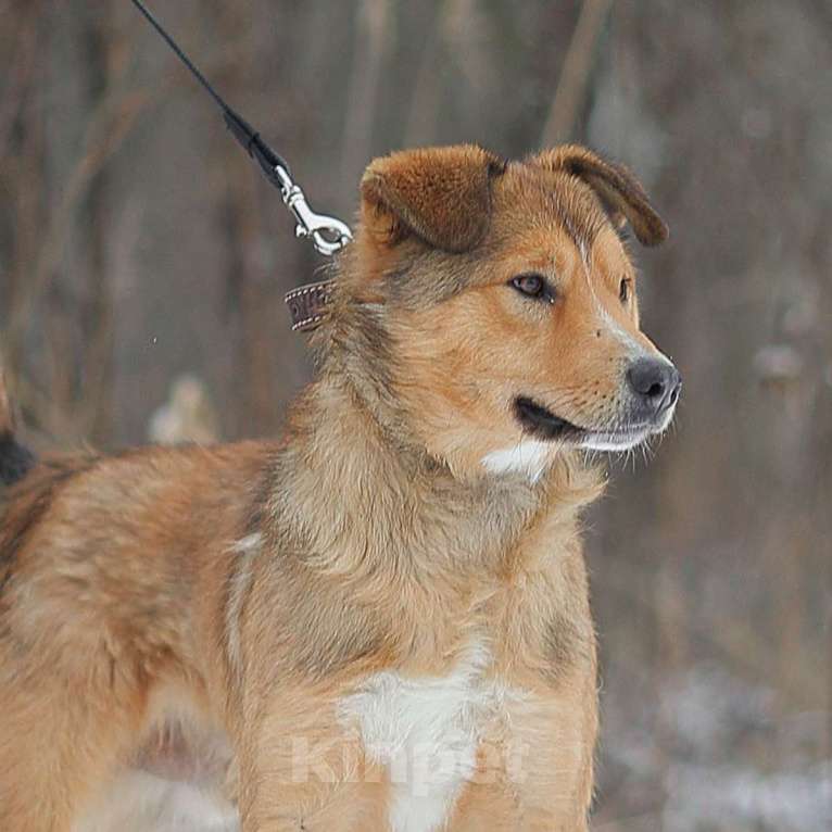 Собаки в Москве: Агат Мальчик, Бесплатно - фото 2