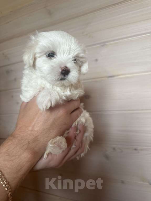 Собаки в других городах Московской области: Супер целовательная девочка  Девочка, 60 000 руб. - фото 4