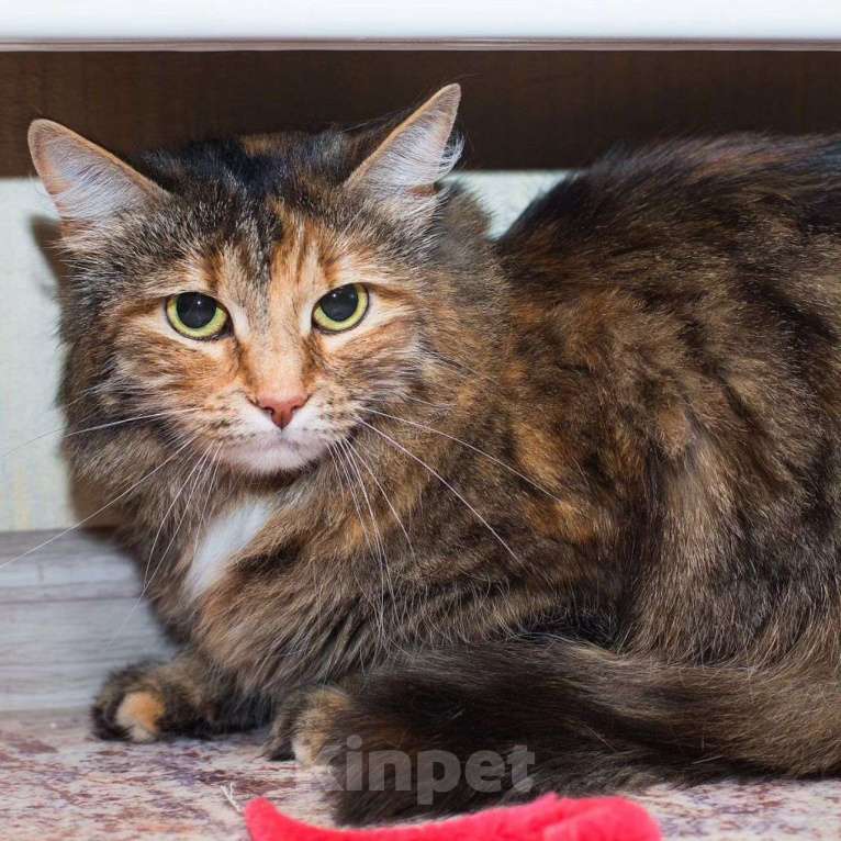 Кошки в Москве: Октавию 2,5 года никто не замечает Девочка, Бесплатно - фото 3