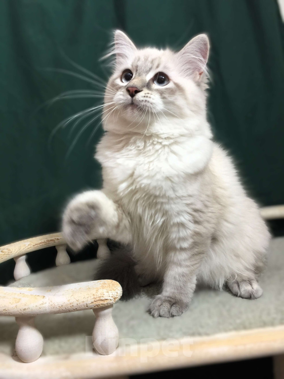 Кошки в Санкт-Петербурге: Невский маскарадный кот  Мальчик, 45 000 руб. - фото 4