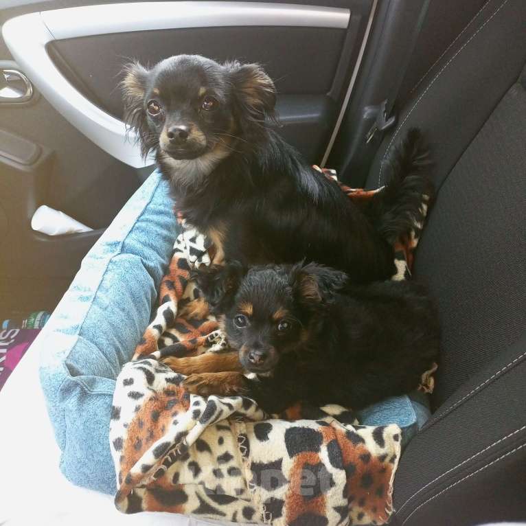 Собаки в Серпухове: Щенок Русского длинношорстного той терьера  Девочка, 15 000 руб. - фото 6