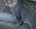 Кошки в Оренбурге: Пропал кот Лёлик  Мальчик, Бесплатно - фото 5