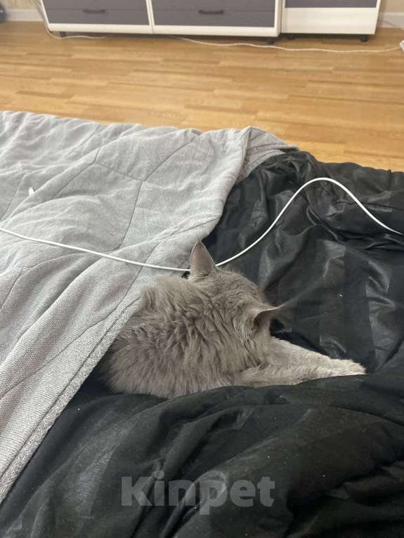 Кошки в Ростове-на-Дону: ПРОПАЛА КОШКА Девочка, 1 500 руб. - фото 4