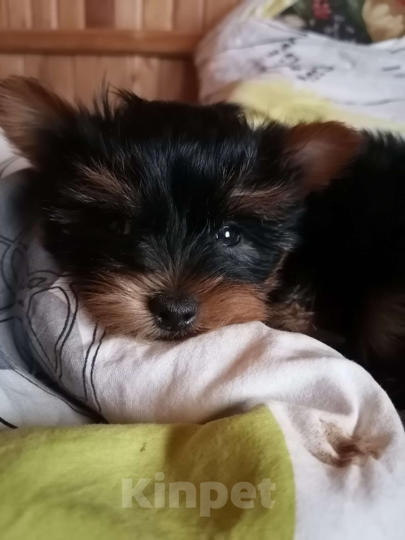 Собаки в Москве: Щенки Йорка  мини девочка Девочка, 50 000 руб. - фото 6