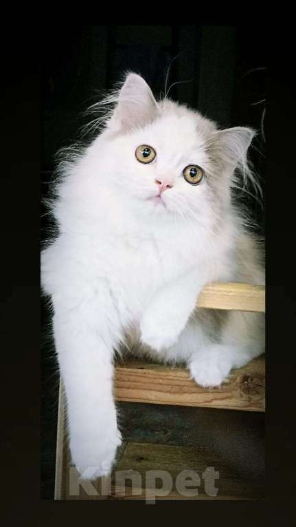 Кошки в Саратове: Шотландский котёнок Девочка, 46 000 руб. - фото 1