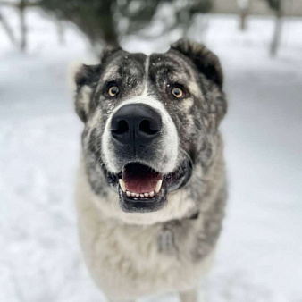 Кавказский волкодав в добрые руки.