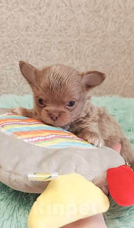 Собаки в Новосибирске: Мальчик Чихуахуа Мальчик, Бесплатно - фото 1