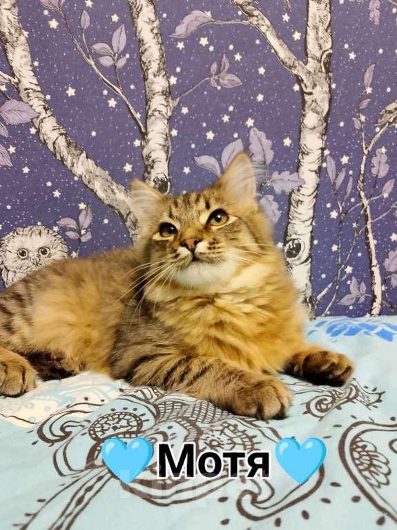 Кошки в Тамбове: Мотя ищет хозяина Мальчик, Бесплатно - фото 4