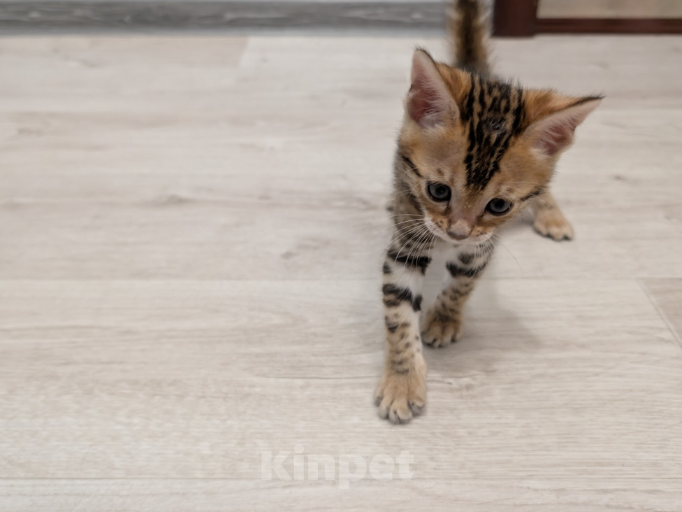 Кошки в Домодедово: Бенгальский котёнок (девочка) Девочка, 20 000 руб. - фото 4