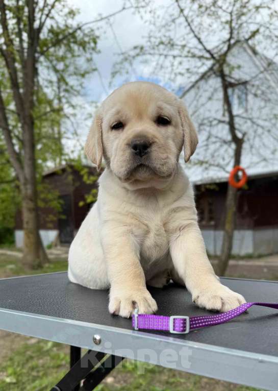 Собаки в Москве: Лабрадор щенок палевый девочка Девочка, 70 000 руб. - фото 7