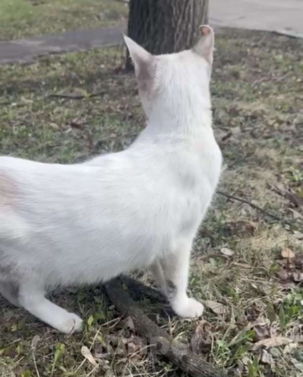 Кошки в других городах Московской области: Голубоглазая девочка Девочка, Бесплатно - фото 6