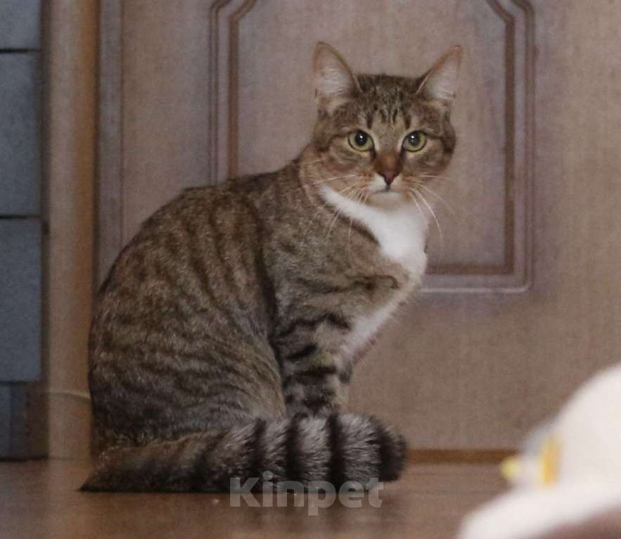 Кошки в Люберцах: Умная полосатая кошечка Девочка, Бесплатно - фото 1