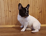Собаки в Воронеже: Французский бульдог Девочка, Бесплатно - фото 1