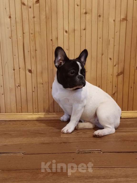 Собаки в Воронеже: Французский бульдог Девочка, Бесплатно - фото 1