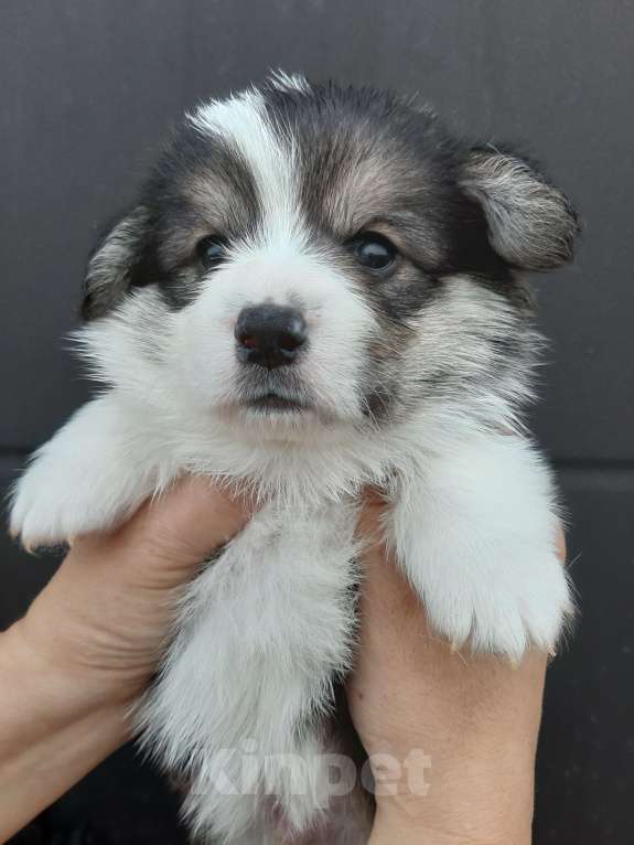 Собаки в Иваново: Вельш-корги пемброк, щенки РКФ Мальчик, 35 000 руб. - фото 4