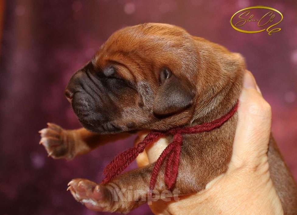 Собаки в других городах Московской области: Щенки риджбека из питомника РКФ Мальчик, Бесплатно - фото 1