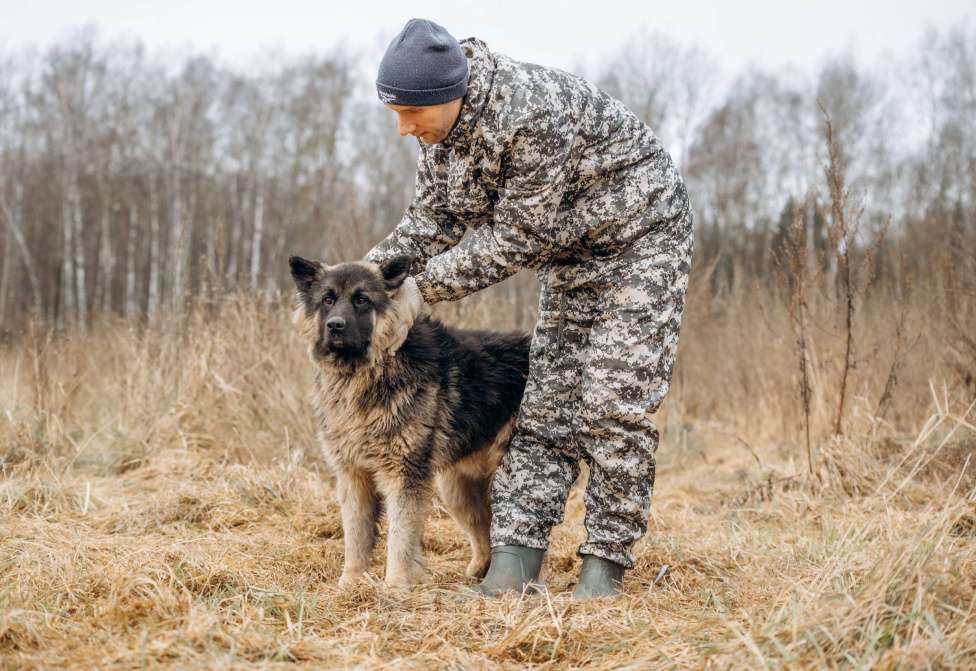 Собаки в Москве: Большой, трусливый великан ищет семью Мальчик, Бесплатно - фото 2