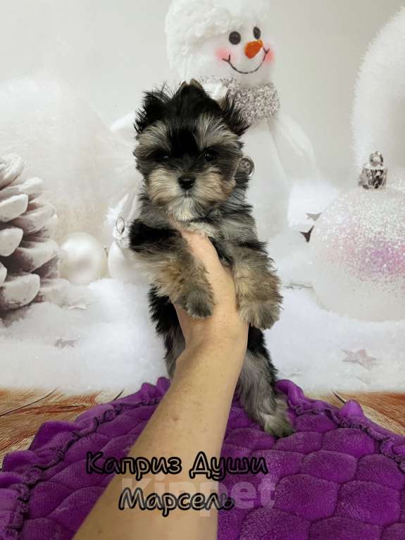 Собаки в Сосновом Бору: Мальчик Марсель йорктиз ( документы НРКА) Мальчик, 45 000 руб. - фото 4