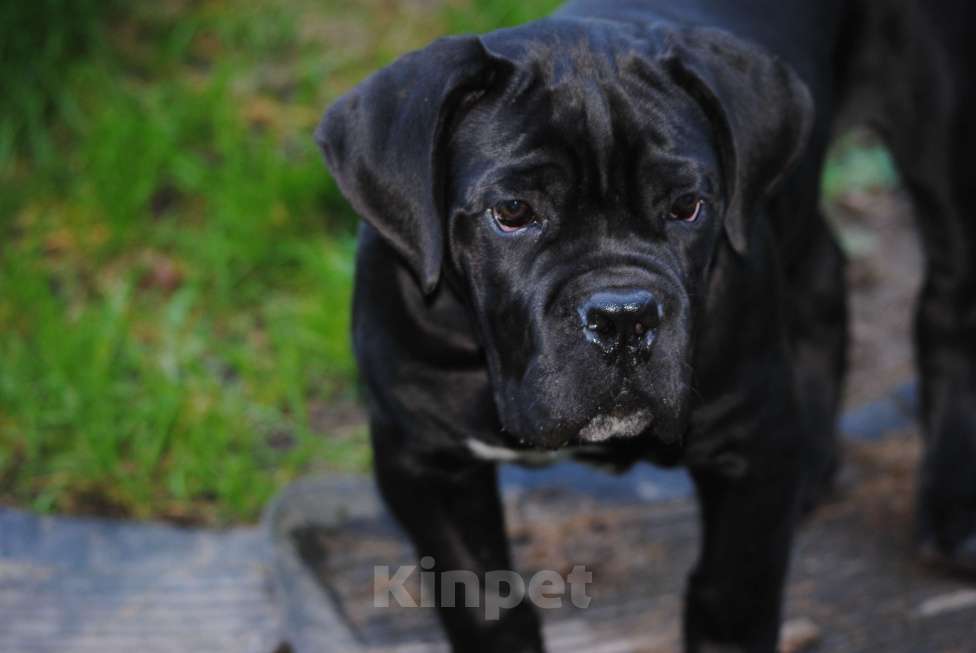 Собаки в Брянске: Щенок кане-корсо Мальчик, Бесплатно - фото 3